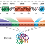 wholeexomesequencing