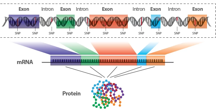 wholeexomesequencing