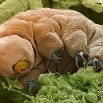 tardigrade