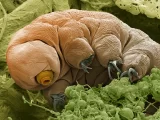 tardigrade