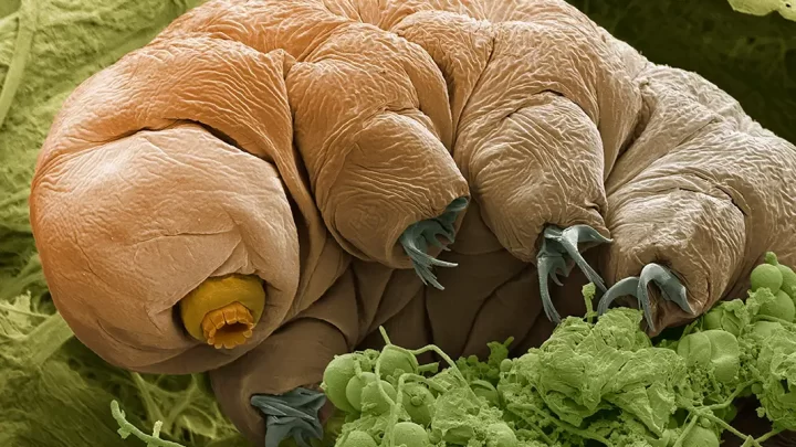 tardigrade