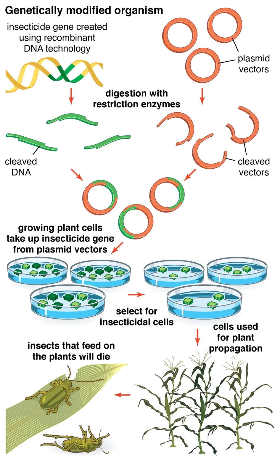 GMO