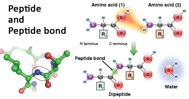 Peptide-bond