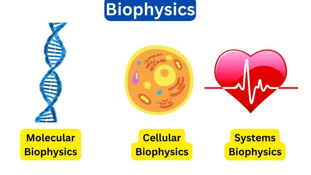 biophysics