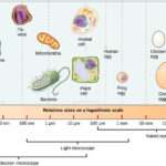 Cell Biology Fundamentals for Bioinformatics