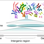 humangenome