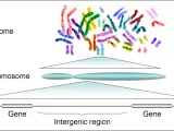 humangenome