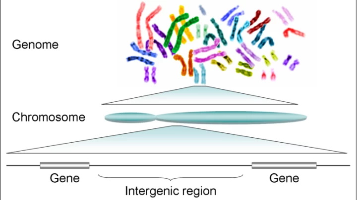 humangenome