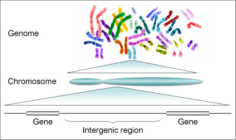 humangenome