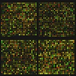 microarray analysis