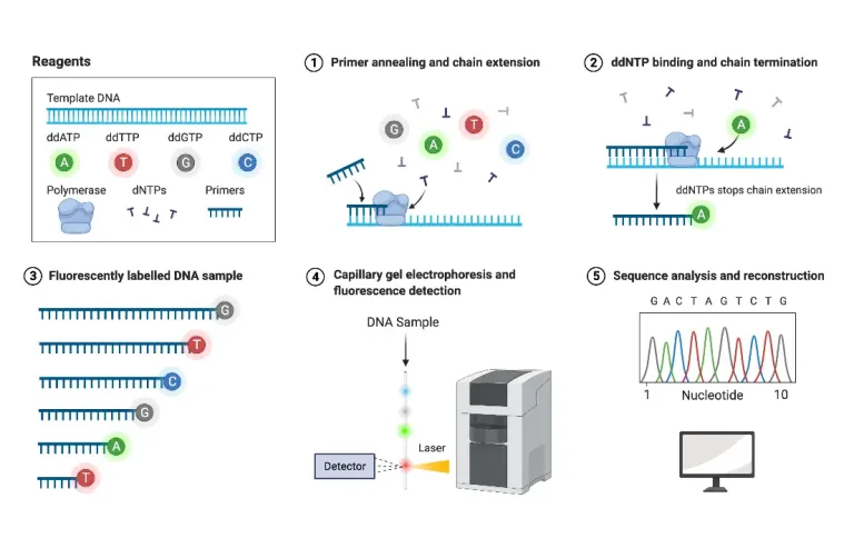 sanger-sequencing