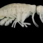 A New Predator from the Abyss: Discovering Dulcibella camanchaca in the Atacama Trench